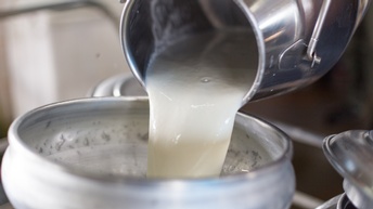 Nahaufnahme eines Metallgefäßes, aus dem Milch in ein anderes Milchgefäß gegossen wird.