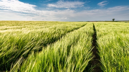 Grüne weitläufige Weizenfelder mit blauem Himmel